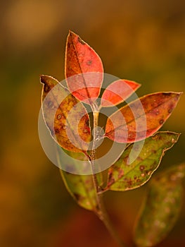 Gradually changing leaves photo