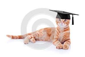 Graduate Graduation Cat