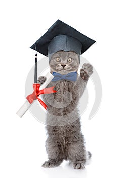Graduated cat with diploma standing on hind legs. isolated on white background