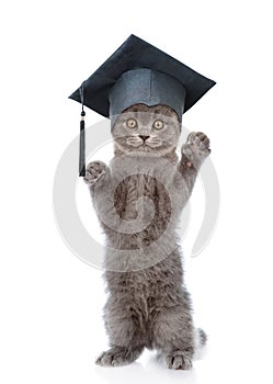 Graduated cat standing on hind legs. isolated on white background