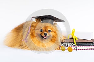 graduated dog