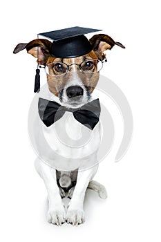 Graduated dog