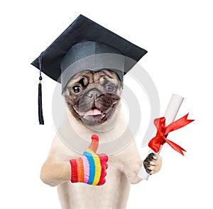 Graduated dog with diploma. isolated on white background