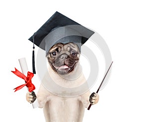 Graduated dog with diploma and pointing stick. isolated on white background