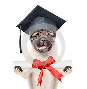 Graduated dog holds a diploma in his paws. isolated on white background