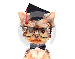 Graduated dog