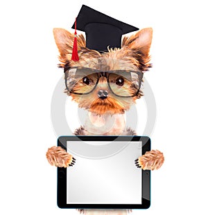 Graduated dog with tablet pc