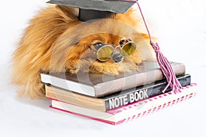 graduated Pomeranian dog