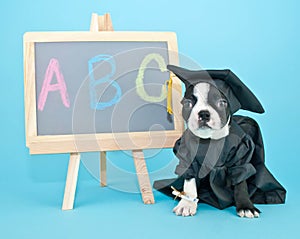 Graduation Puppy