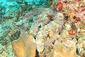 Graeffe\'s Sea Cucumber on coral reef