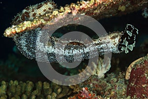 Graeffe's Sea Cucumber, Maldives