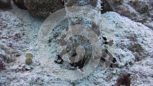 Graeffe's Sea Cucumber (Pearsonothuria graeffei)