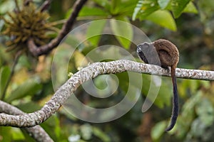 Graells`s Black-mantle Tamarin- Saguinus nigricollis graellsi