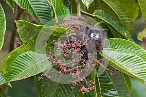 Graells`s Black-mantle Tamarin- Saguinus nigricollis graellsi