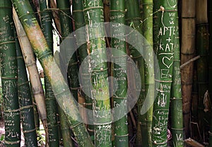 Graffiti on Bamboo