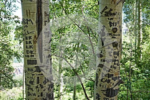 Graffiti carved into the trunks of aspen trees