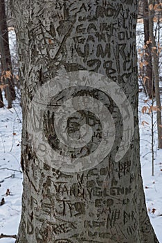 Graffiti Filled Tree of Love