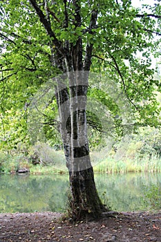 Graffiti on a tree trunk by the creek