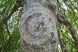 Graffiti tree trunk