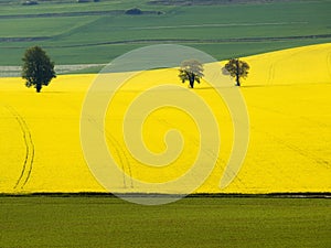Grafic forms a yellow and green field. photo