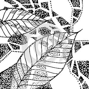 Black and white  grafic leaves photo