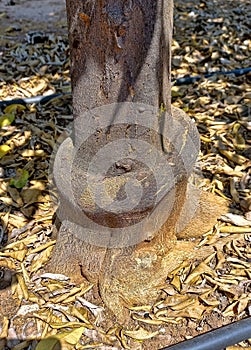 Graft collar on a citrus tree trunk