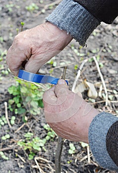 Graft fruit tree. Grafting and budding fruit tree with grafting tape. Grating tree branch