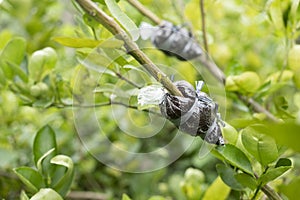 Graft on green lemon branch, agricultural technique