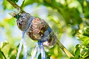 Graft on the lemon tree for breed