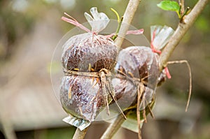 Graft on mulberry tree branch in the garden