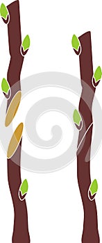 Spring grafting tree.