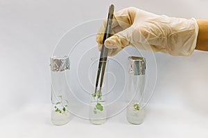 Graftage of micro plants in laboratory of biotechnology for in vitro cultivating in test tube