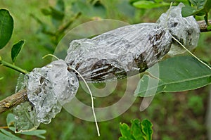 Grafted branch in cloning plant photo