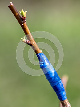Grafted branch on a fruit tree in spring.