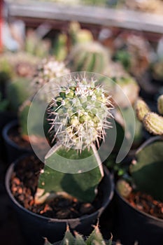 A grafted cactus plant from the mammillaria cactus