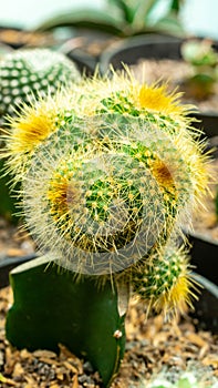 Grafted cluster Notocactus leninghausii cactus