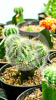 Grafted cluster Notocactus magnificus cactus