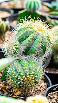 grafted cluster Notocactus magnificus cactus