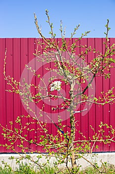 Grafted fruit tree blooms in early spring against a fence. Cultivation and agricultural activities photo