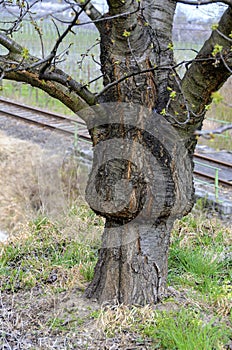 Old grafted fruit tree