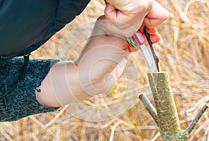 grafted fruit tree in an orchard
