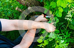 grafted fruit tree in an orchard