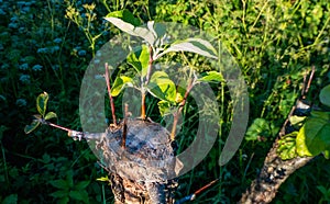 grafted fruit tree in an orchard