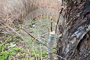 grafted fruit tree in an orchard