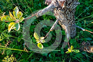 grafted fruit tree in an orchard