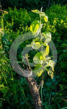 grafted fruit tree in an orchard