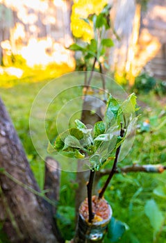 grafted fruit tree in an orchard