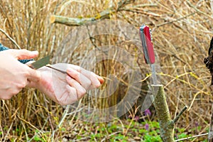 grafted fruit tree in an orchard