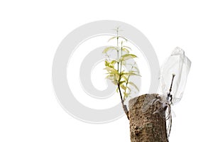 The grafted to a tree, beautifully decorated.