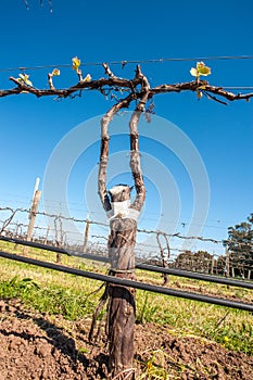 Grafted vines in organic vineyard in McLaren Vale, Australia